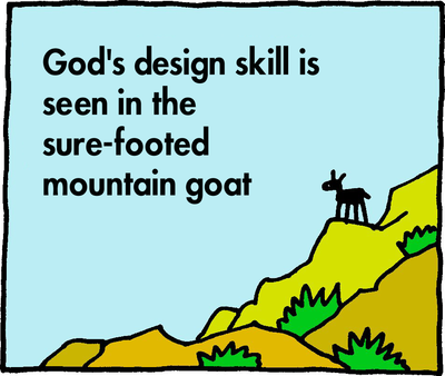 Moutain Goat