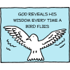 God reveals His wisdom every time a bird flies