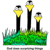 This images is of some silly birds to remind us that God does surprising things.