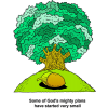 This is a cartoon style drawing of a big oak tree with an acorn in front of it. The purpose of this illustration is to remind us: Some of God's mighty plans have started very small.