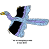The archeopteryx was a true bird