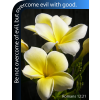 This is a photograph of two yellow flowers and the Romans 12:21 verse, &quot;Be not overcome of evil, but overcome evil with good.&quot; Perfect for a church bulletin!