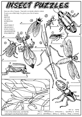 Sunday School Activity Sheet: Insects