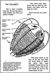 Print-Ready Handout: The Trilobites