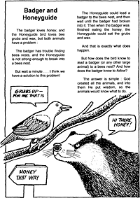 Print-Ready Handout: Badger and Honeyguide